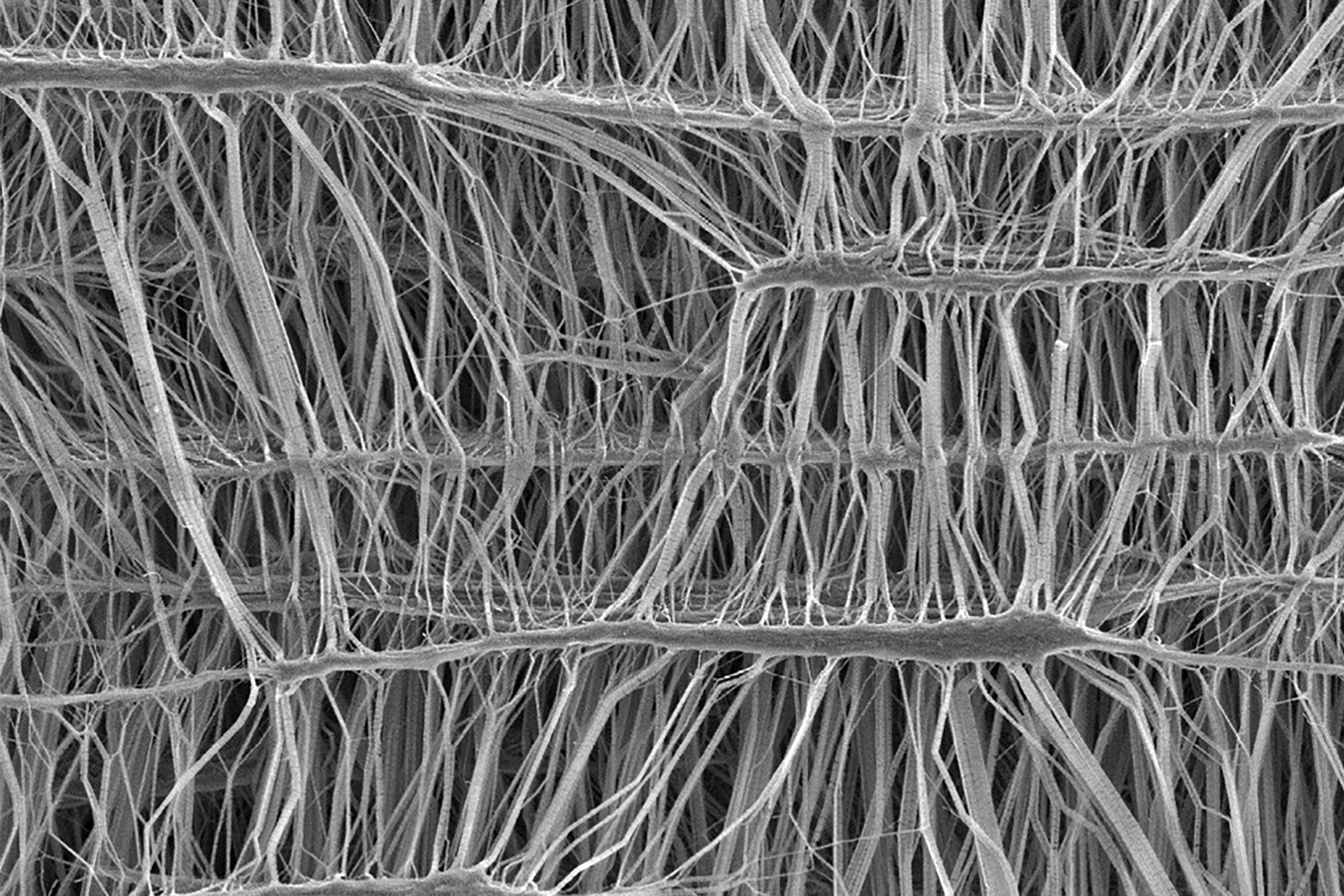 Image SEM d&#39;une membrane en ePTFE de plateau Lyoguard