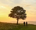 Image d&#39;un arbre au coucher du soleil, avec deux personnes qui se promènent.